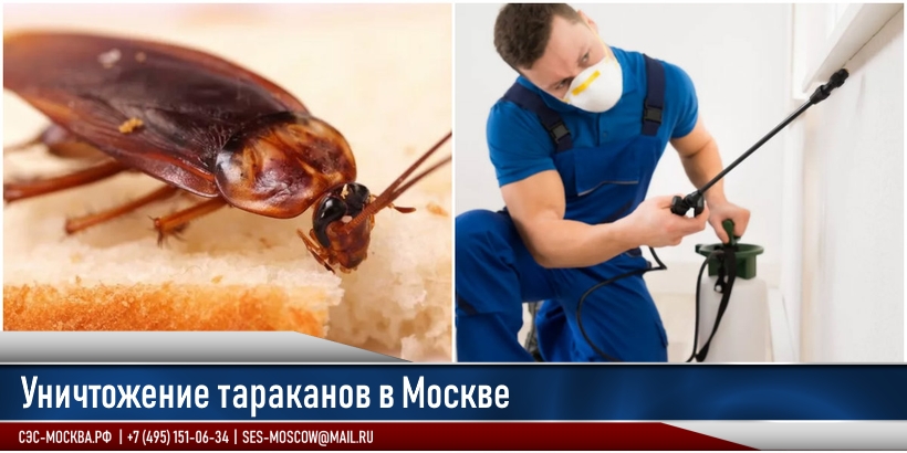 Уничтожение тараканов в Новомосковске